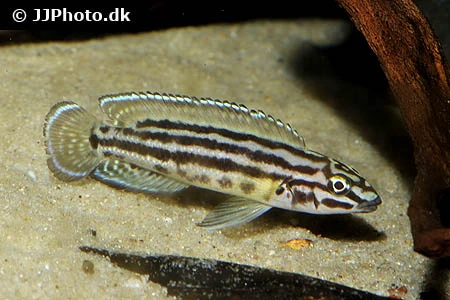 Julidochromis regani
