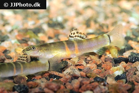 Sumo Smerling (Schistura balteata)