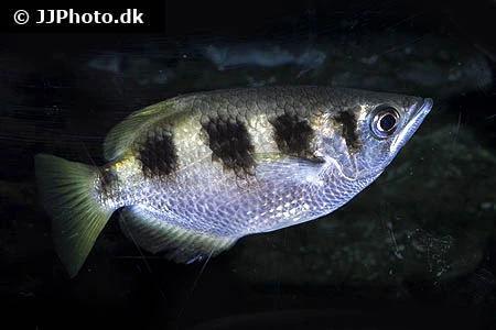 Skyttefisk (Toxotes jaculatrix)
