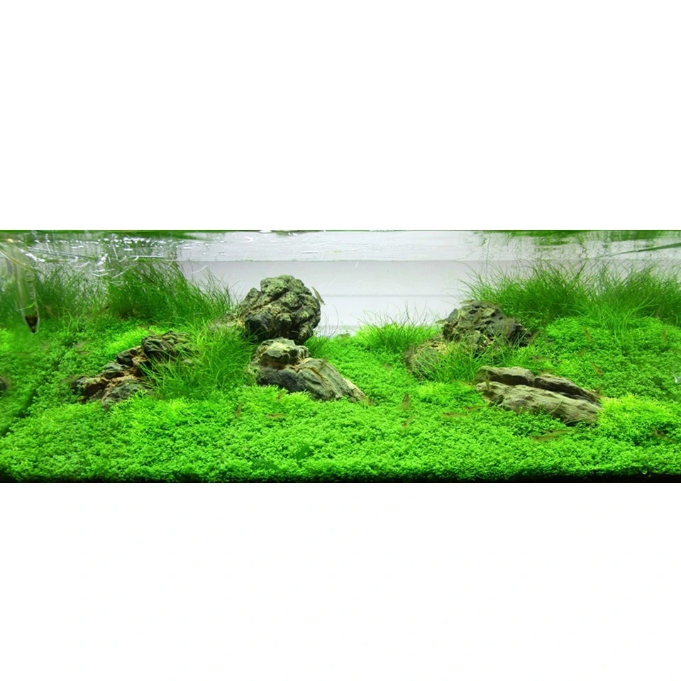 Tropica Akvaieplante i potte Micranthemum callitrichoides Cuba