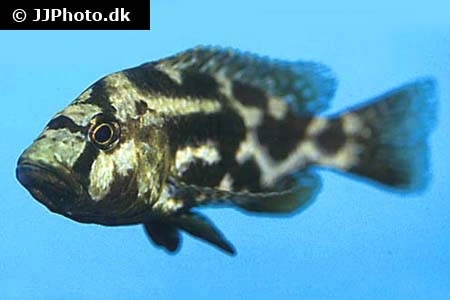 Kalingono Cichlide (Nimbochromis livingstonii)