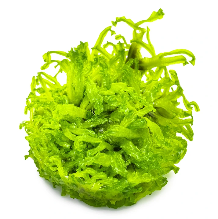 Tropica Monosolenium tenerum 1-2-GROW