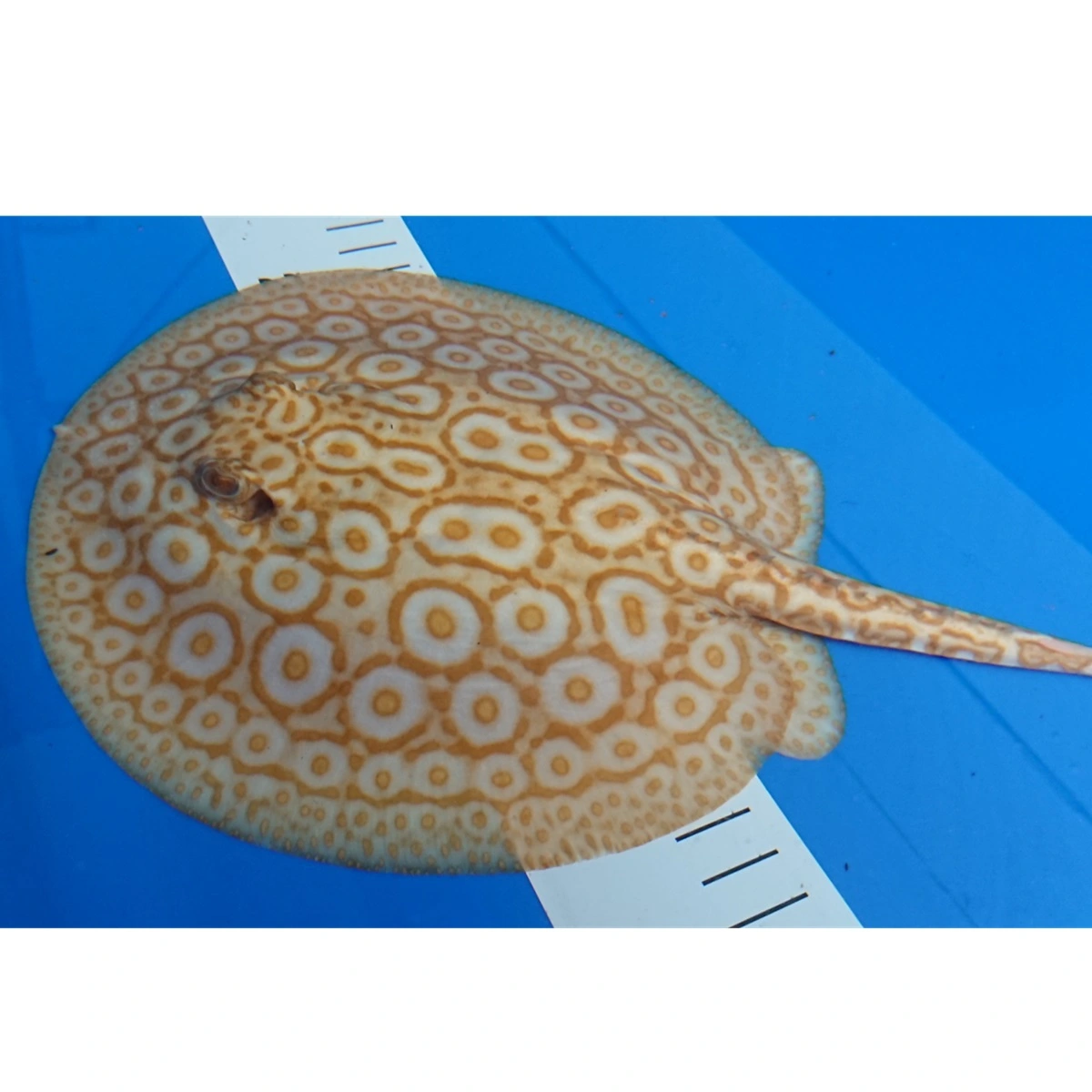 Ferskvandsrokke Potamotrygon Jabuti - Albino Pearl Hun Ø 19 cm