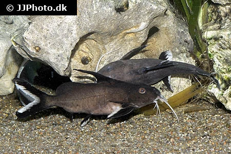 Synodontis Granulosus Hvidsømmet Skægmalle