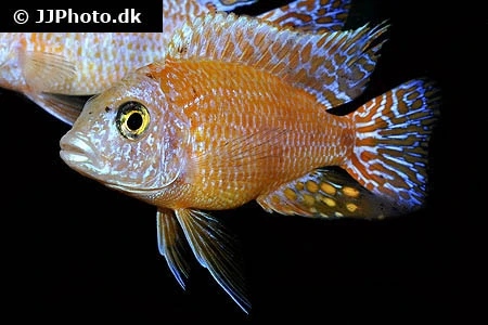 Ild Påfugle Cichlide (Aulonocara sp. Firefish)