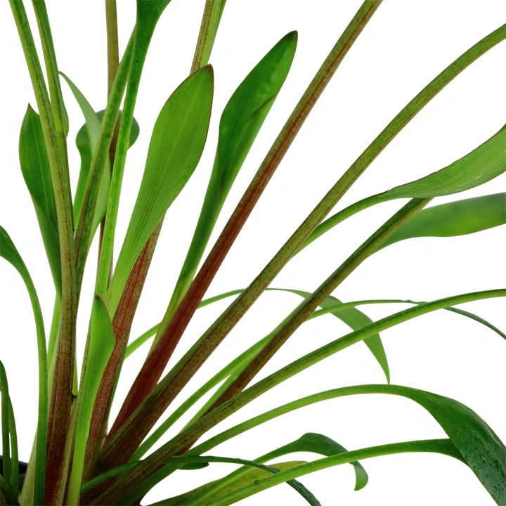 Tropica Akvarieplante i potte Cryptocoryne x willisii