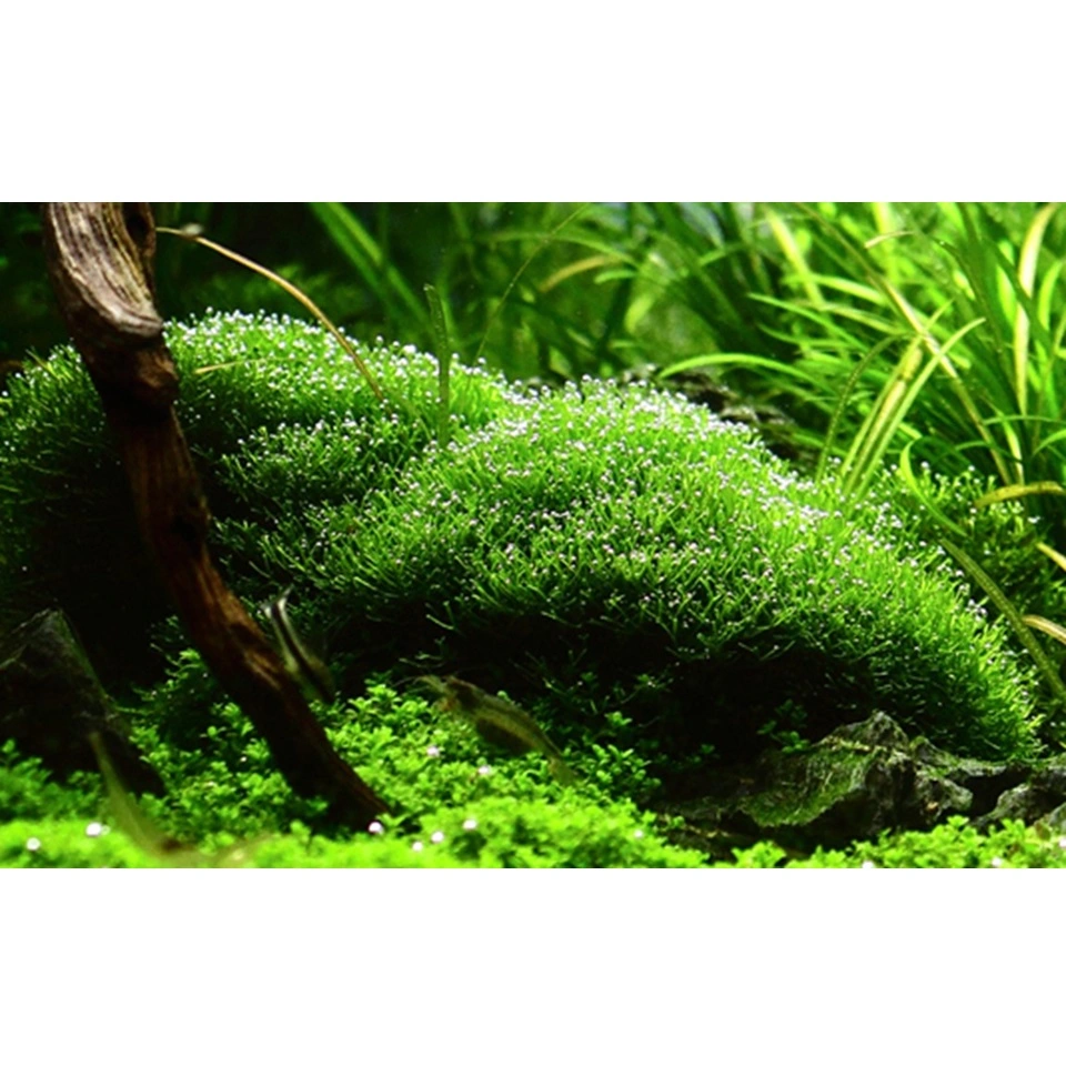 Tropica Riccia fluitans 1-2-GROW