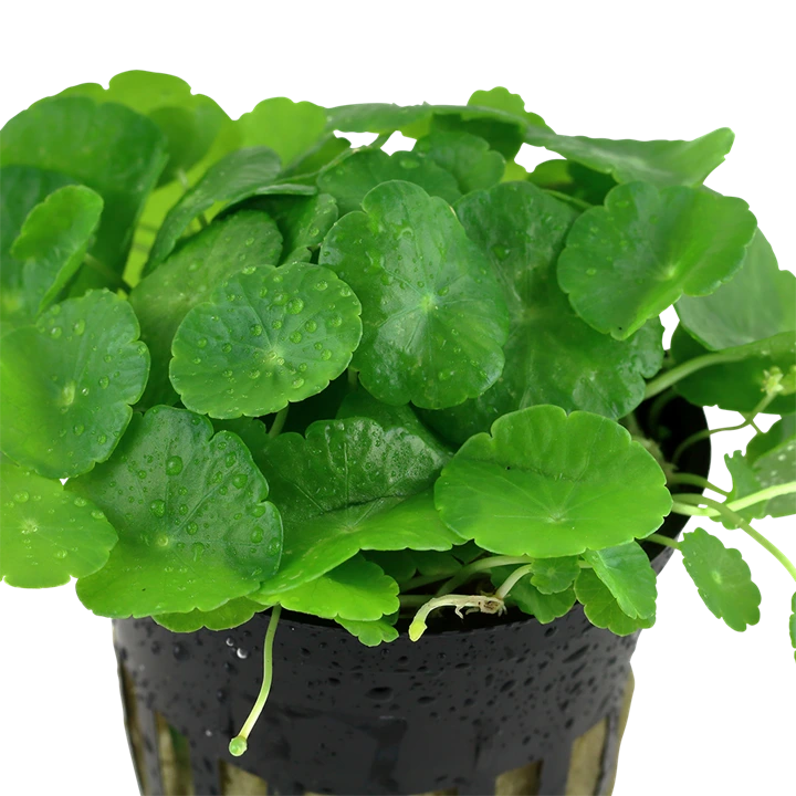 Tropica Akvarieplante i potte Hydrocotyle verticillata