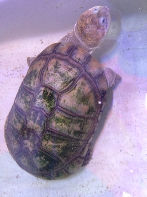 Afrikansk hjelmskildpadde (Pelomedusa subrufa)