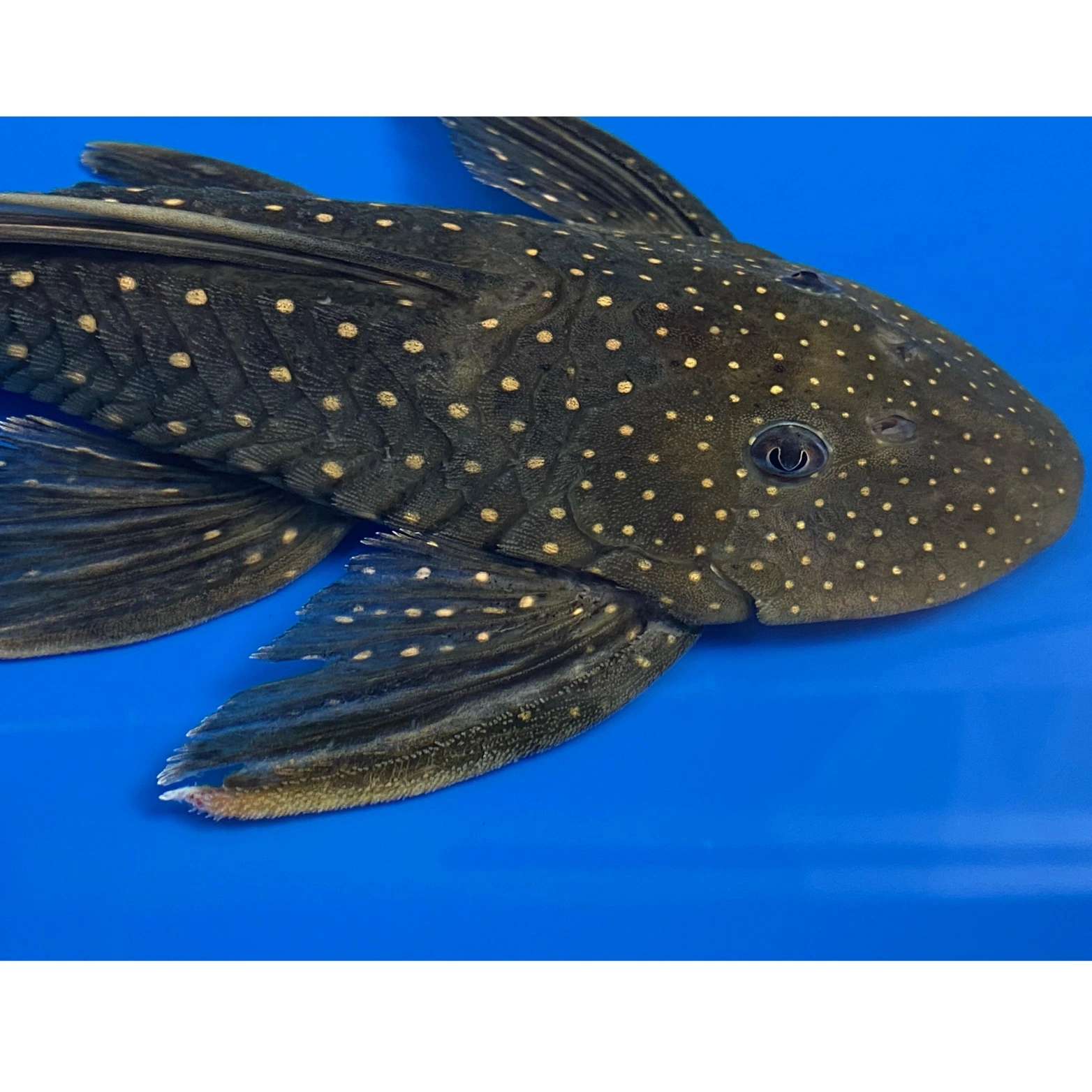 Hypostomus Luteus 22-24 cm Fase 2
