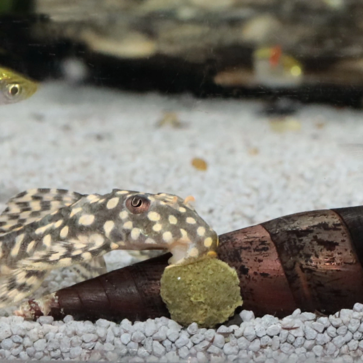 JBL Pronovo Pleco Wafer M 250 ml