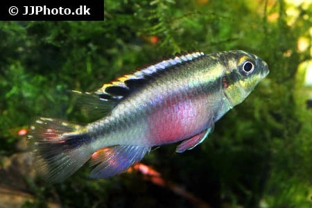 Kribensis (Pelvicachromis pulcher)