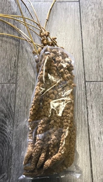 Franske Gule Hirsekolber 10 stk