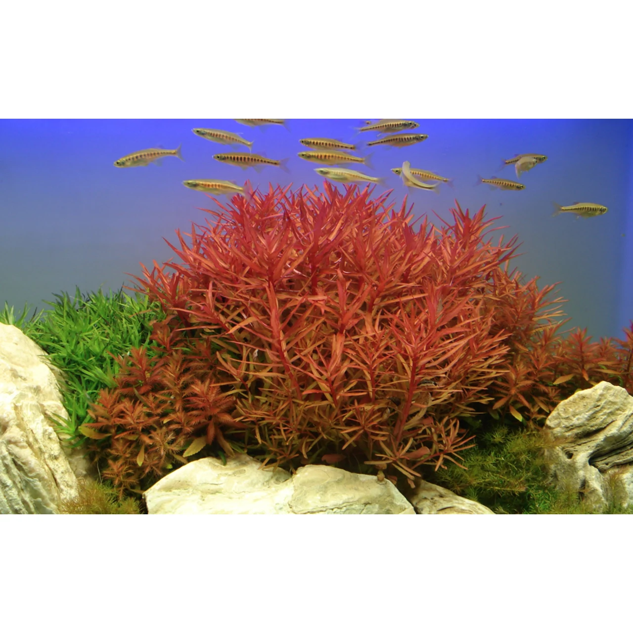 Tropica Akvarieplante i potte Ammannia crassicaulis