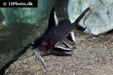 Synodontis Granulosus Hvidsømmet Skægmalle