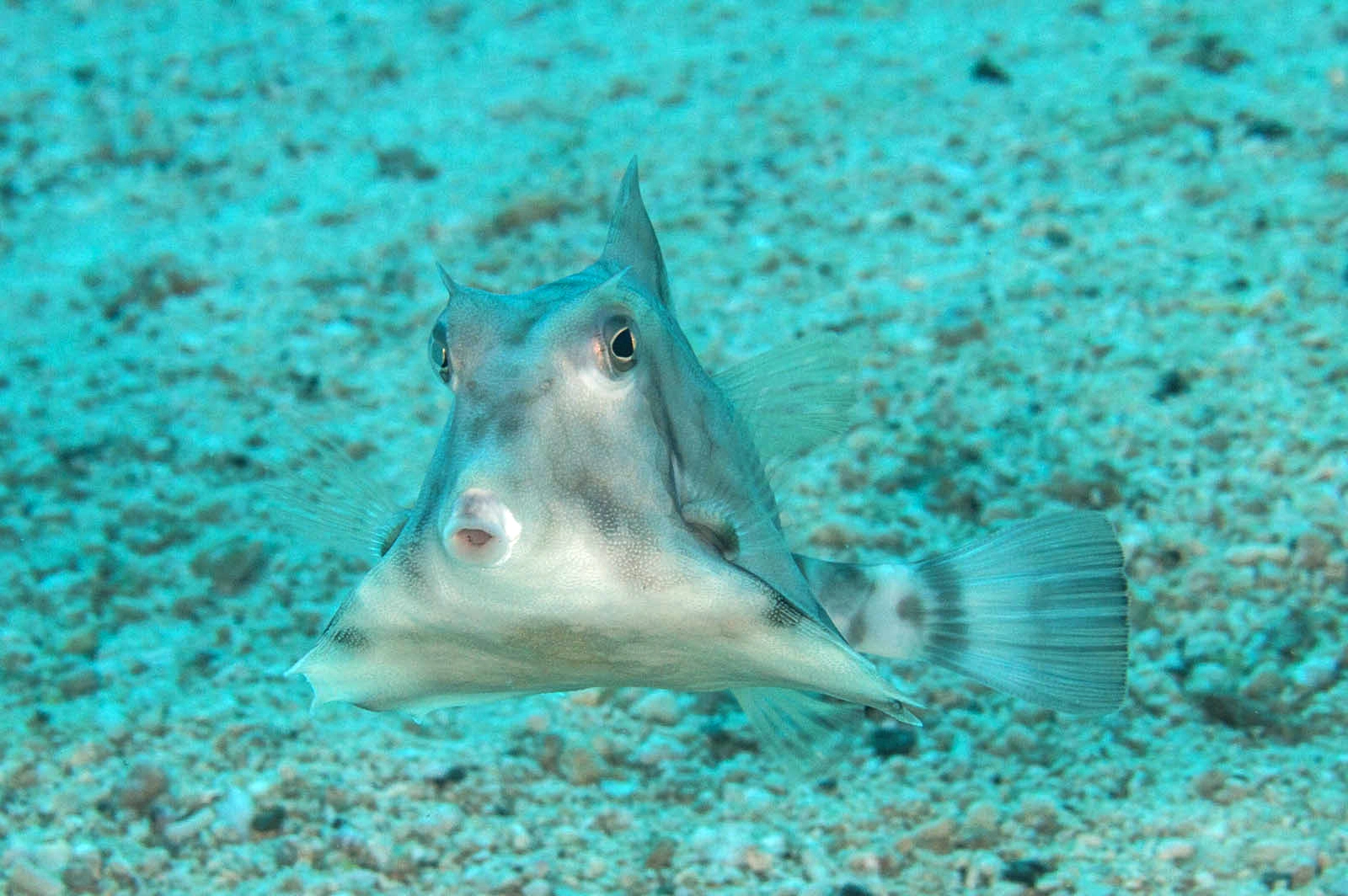Pyramidekuffertfisk Tetrosomus Gibbosus