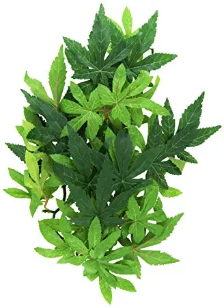 Exo Terra Abuliton medium