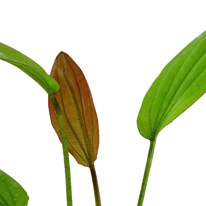 Tropica Akvarieplante i potte Echinodorus Rose