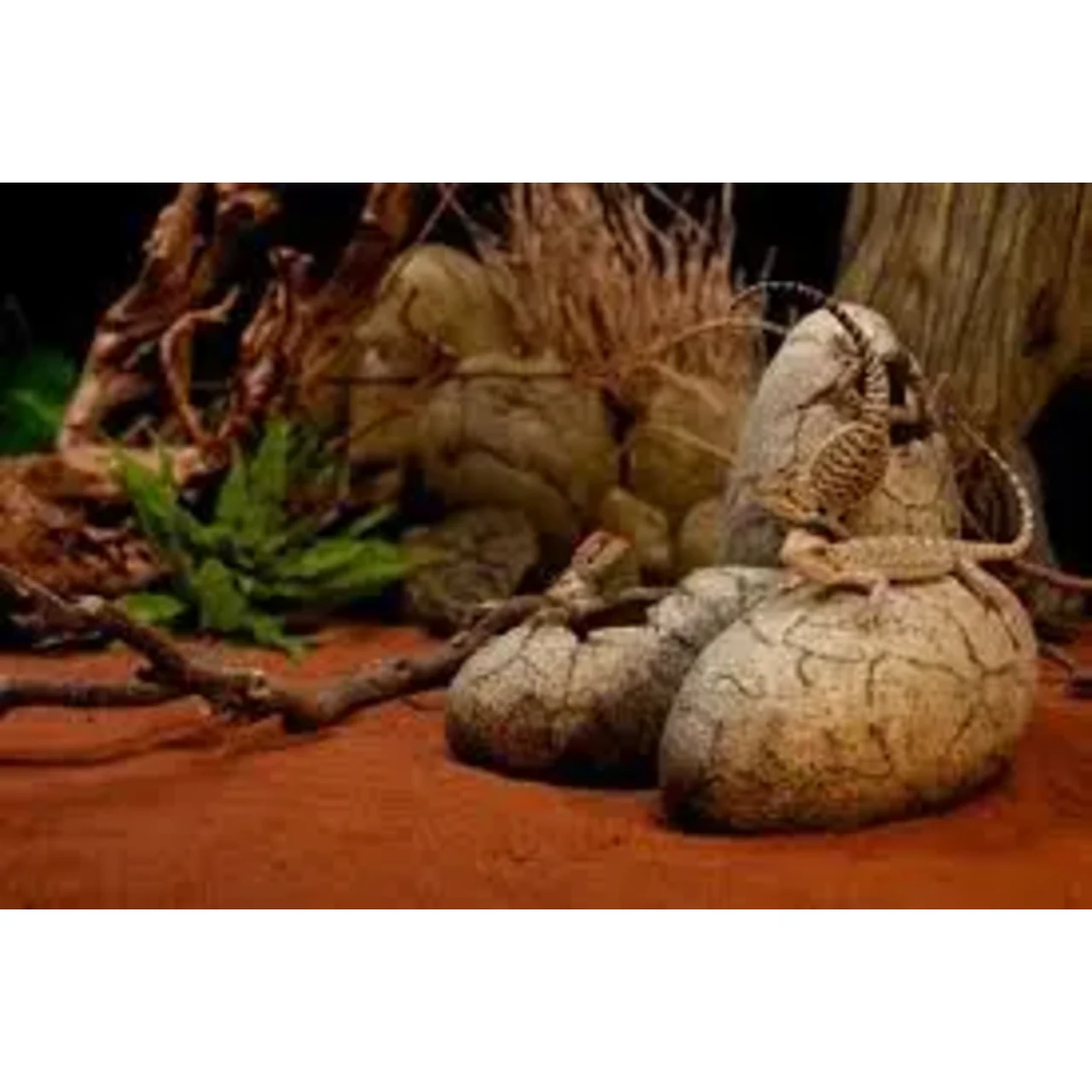 Exo Terra Dinosaur Æg Stor
