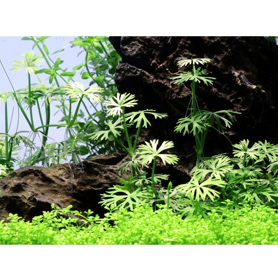 Tropica Ranunculus inundatus 1-2-GROW