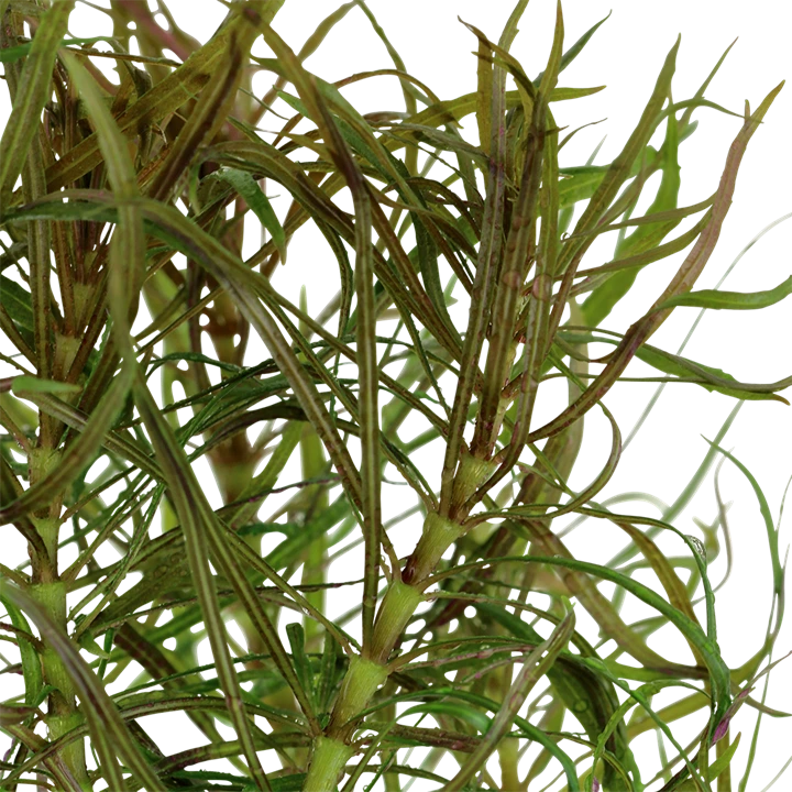 Tropica Akvarieplante i potte Pogostemon stellatus
