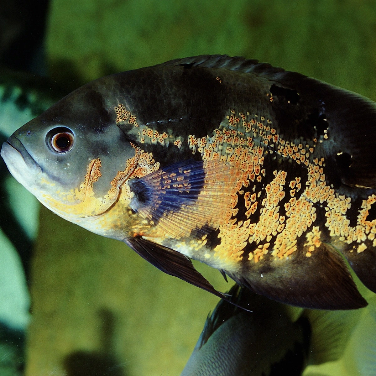 JBL Pronovo Cichlid Grano XL 1 Liter