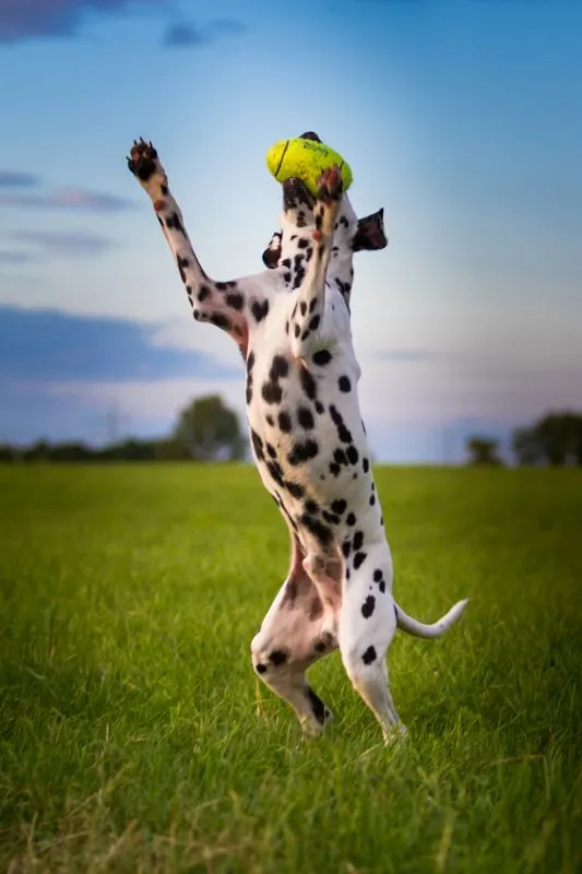 KONG Airdog Football L - robust hundebold med piv og flydefunktion