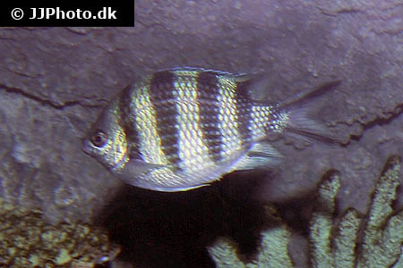 Abudefduf sexfasciatus Fembåndet sergentfisk