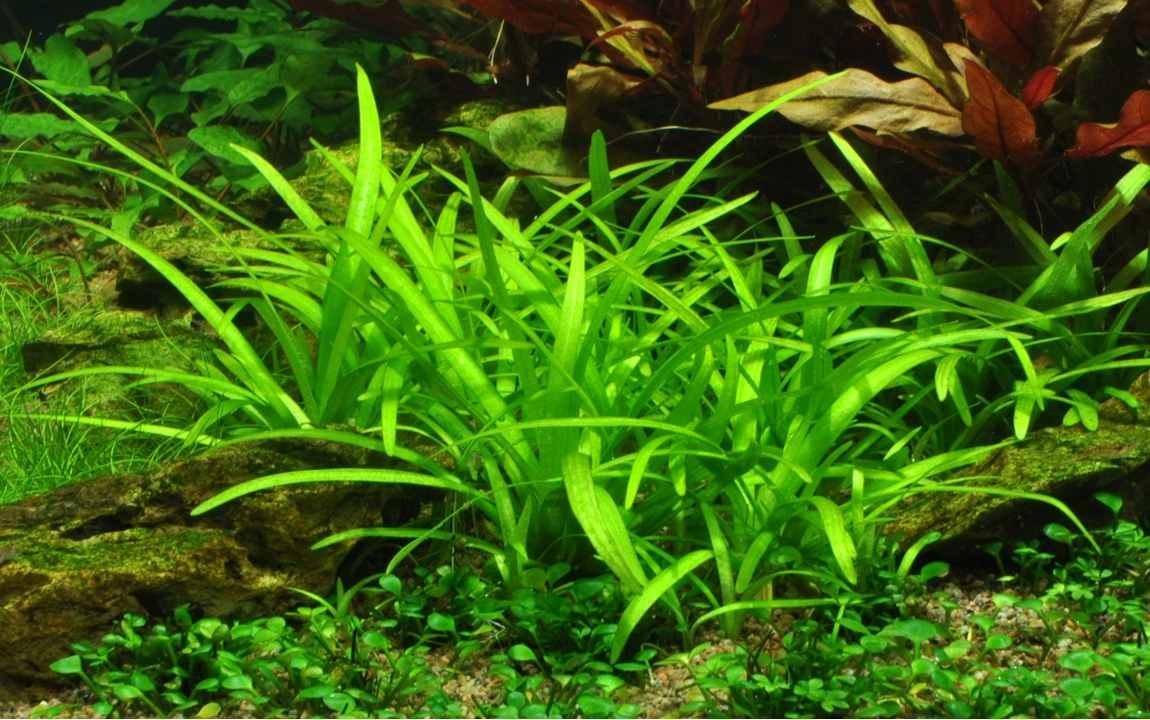 Tropica Akvarieplante i potte Sagittaria subulata