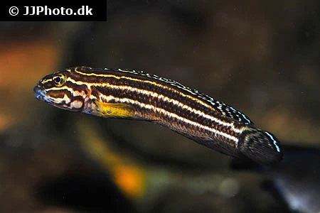 Julidochromis regani