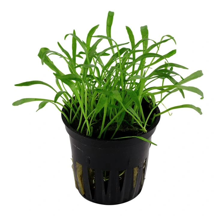 Tropica Akvarieplante i potte Lilaeopsis brasiliensis