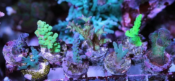 Frag Station FS-5 Hub Reef plug Holder live coral reef Saltvandsakvarium Fragment Holder