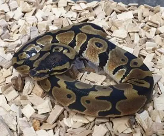 Kongepython (python regius) unge (normal/wild type) 0,1
