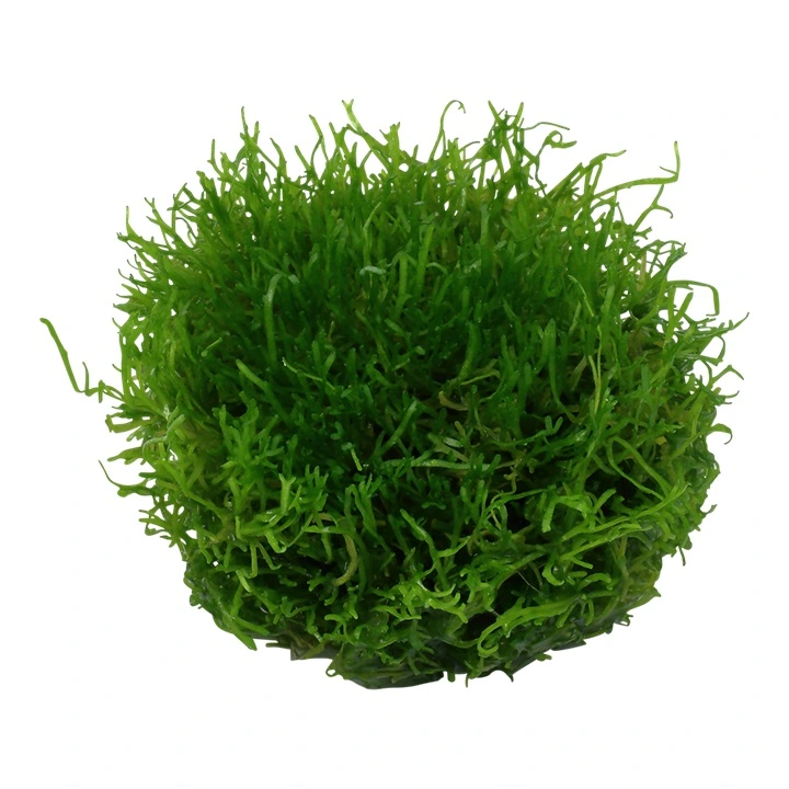 Tropica Riccia fluitans 1-2-GROW