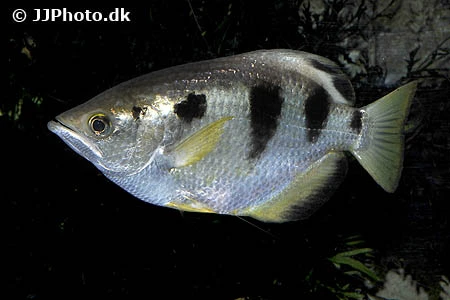 Skyttefisk (Toxotes jaculatrix)