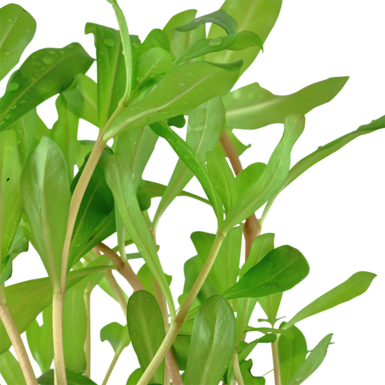 Tropica Akvarieplante i potte Ammannia crassicaulis