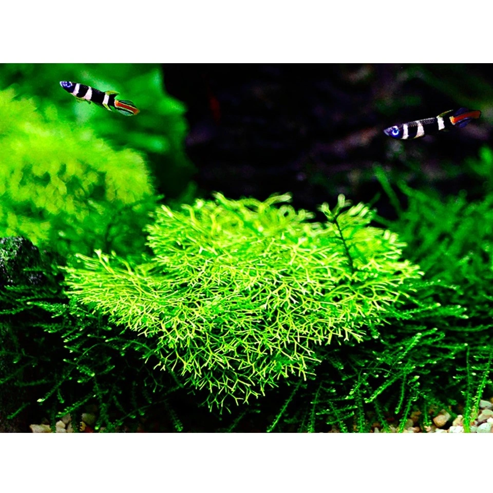 Tropica Riccia fluitans 1-2-GROW