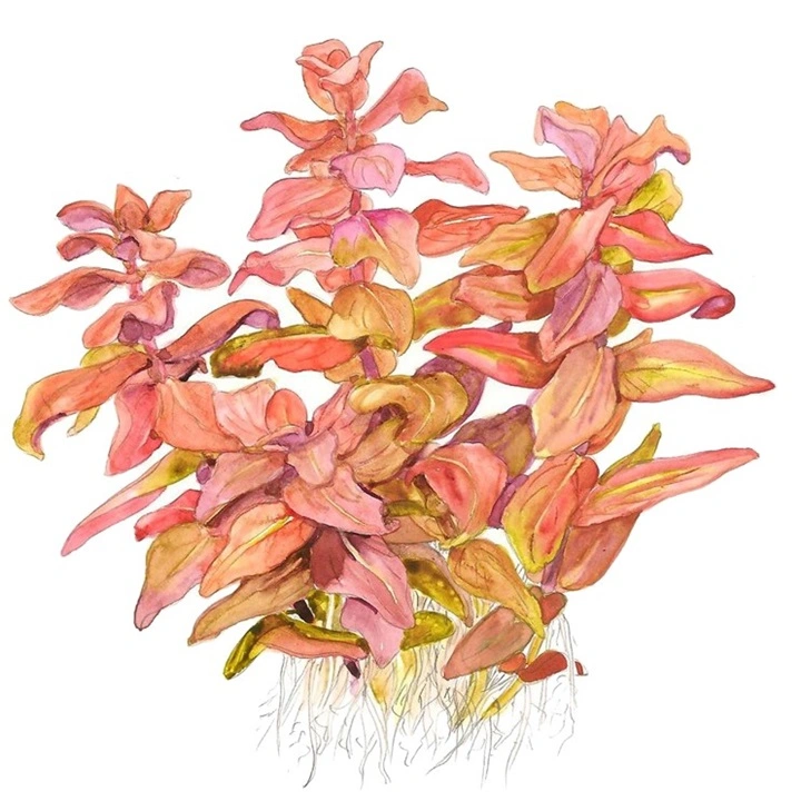 Tropica Rotala macrandra Japan 1-2-GROW x 3
