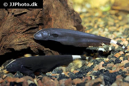 Black Ghost (Apteronotus albifrons)