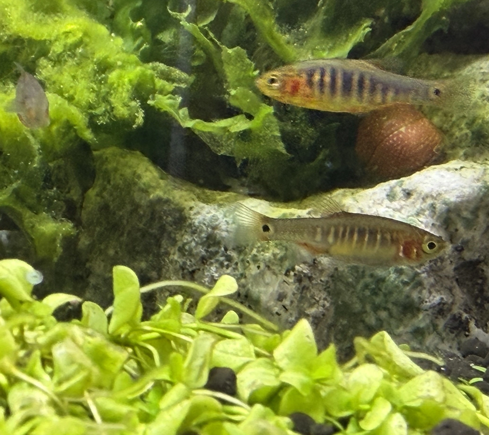 Regnbue Dværg Danio (Microrasbora erythromicron)