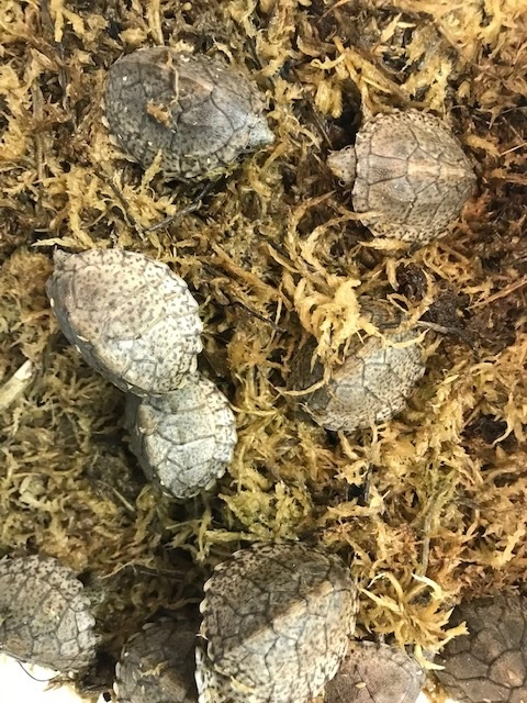 Razorback moskusskildpadde (stenotherus carinatus)