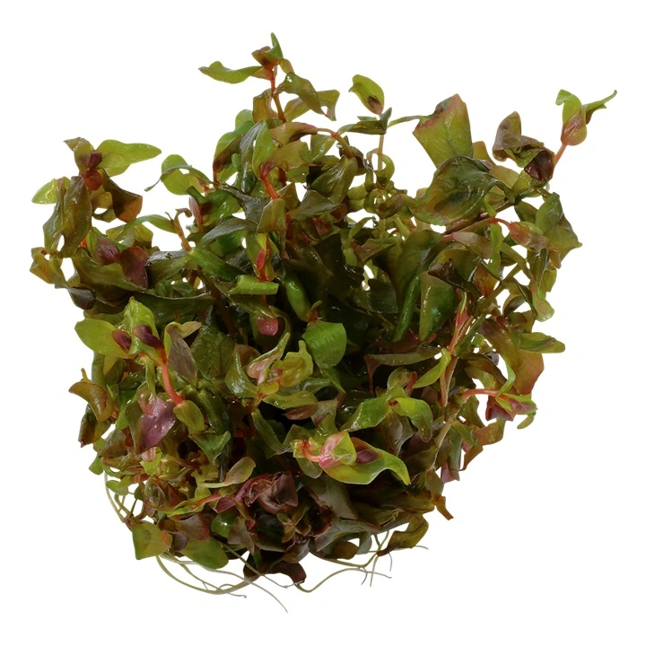 Tropica Rotala macrandra Japan 1-2-GROW x 3