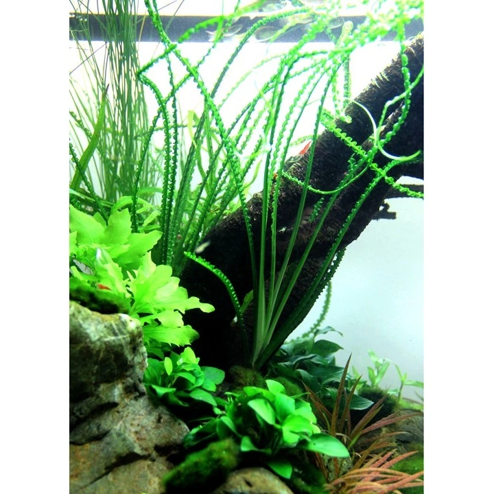 Tropica Akvarieplante i potte Crinum calamistratum