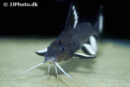 Synodontis Granulosus Hvidsømmet Skægmalle