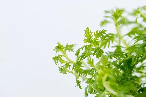 Tropica Hottonia Palustris 1-2-Grow