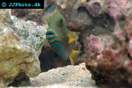 Bølgelinjet aftrækkerfisk (Balistapus undulatus)