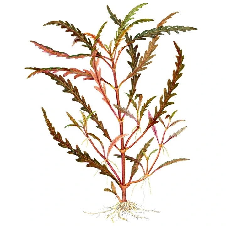 Tropica Hygrophila Pinnatifida 1-2-GROW