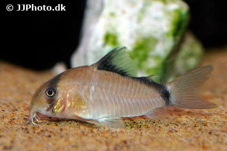 Pansermalle Corydoras Metae