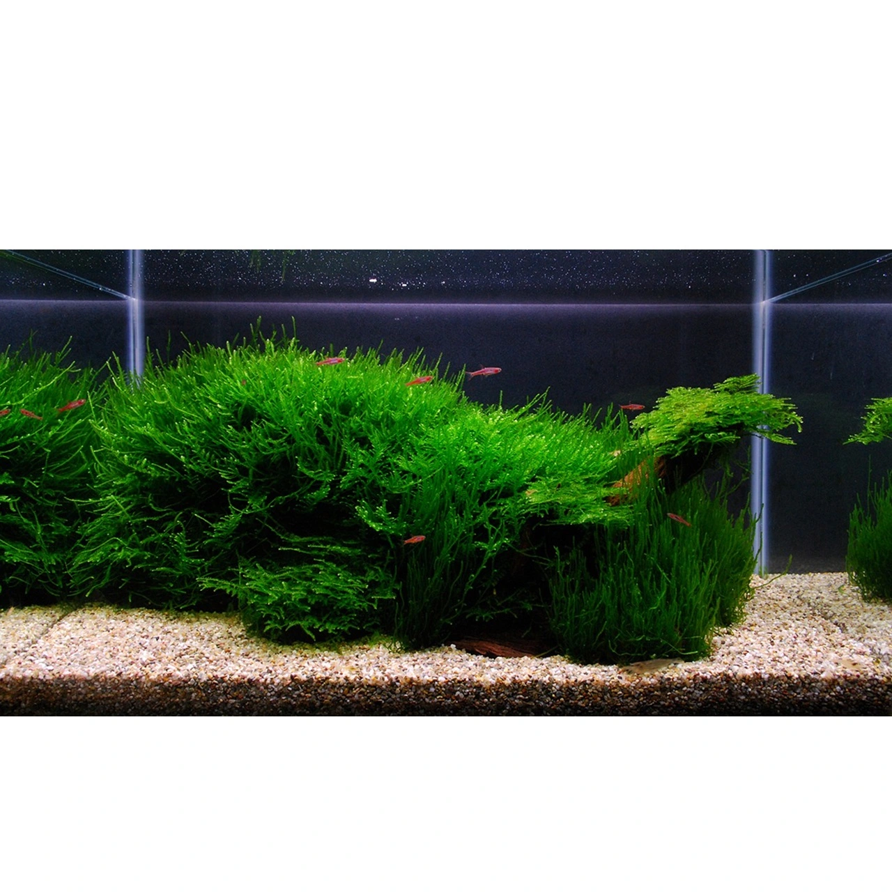 Tropica Taxiphyllum sp. Flame 1-2-GROW