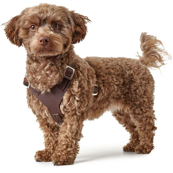 Hunter Hundesele Aalborg mørkebrun XL (M-L/1) - Bryst/hals 58-80 cm
